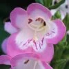 Penstemon 'Appleblossom' -Garden Plants Shop PENS T64480 B h