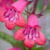 Penstemon 'Garnet'