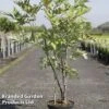 Paeonia Lutea -Garden Plants Shop PEON LUTEA S45907