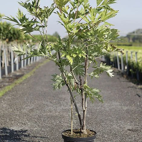 Paeonia Lutea 4 Paeonia Lutea - Image 2