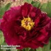Tree Peony 'Mo Run Jue Lun' 1 Tree Peony 'Mo Run Jue Lun' -Garden Plants Shop PEON MORUNJUEL1