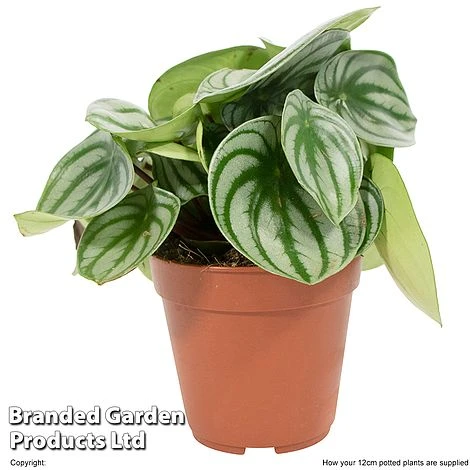 Peperomia Argyreia 4 Peperomia Argyreia - Image 2