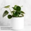 Peperomia Polybotrya 'Raindrop' -Garden Plants Shop PEPE RAINDROP W48360