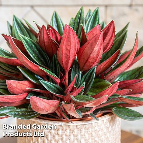 Peperomia Caperata 'Rosso' 3 Peperomia Caperata 'Rosso'