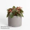 Peperomia Caperata 'Santorini' -Garden Plants Shop PEPE ROSSO W50484