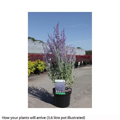 Perovskia Atriplicifolia 'Little Spire' 4 Perovskia Atriplicifolia 'Little Spire' - Image 2