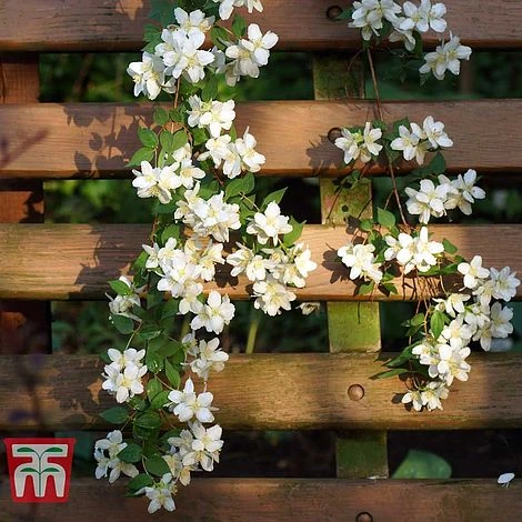 Philadelphus 'Albatre' 3 Philadelphus 'Albatre'