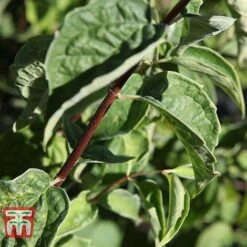 Philadelphus 'Albatre' 10 Philadelphus 'Albatre' -Garden Plants Shop PHIL T66362 C