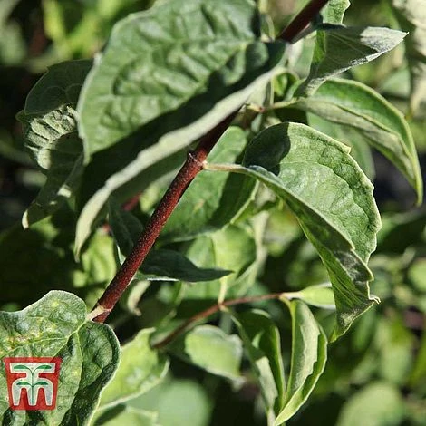 Philadelphus 'Albatre' 5 Philadelphus 'Albatre' - Image 3