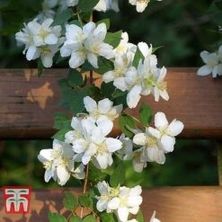 Philadelphus 'Albatre' 11 Philadelphus 'Albatre' -Garden Plants Shop PHIL T66362 D