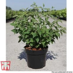 Philadelphus 'Albatre' 13 Philadelphus 'Albatre' -Garden Plants Shop PHIL T66362 F