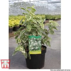 Philadelphus Coronarius 'Variegatus' -Garden Plants Shop PHIL T66367 C1