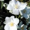 Philadelphus 'Natchez' -Garden Plants Shop PHIL T66372 A h