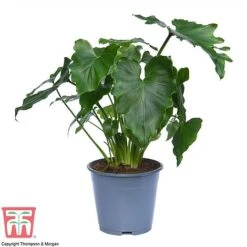 Philodendron 'Shangri La' 8 Philodendron 'Shangri La' -Garden Plants Shop PHIL c