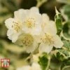 Philadelphus Coronarius 'Variegatus' 2 Philadelphus Coronarius 'Variegatus' -Garden Plants Shop PHIL t66367 A