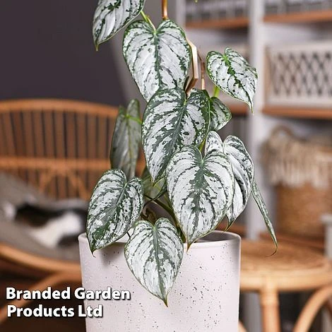 Philodendron Brandtianum 'Brandi' 3 Philodendron Brandtianum 'Brandi'
