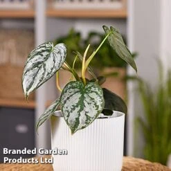 Garden Plants Shop -Garden Plants Shop PHIL BRANDI W50471