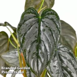 Philodendron Brandtianum 'Brandi' 7 Philodendron Brandtianum 'Brandi' -Garden Plants Shop PHIL BRANDI W50472