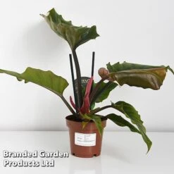 Philodendron 'Caramel' -Garden Plants Shop PHIL CARAMEL WKF1195 C