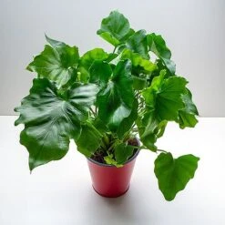 Philodendron Bipinnatifidum 'Little Hope' -Garden Plants Shop PHIL LITTLEHOP W48795 NOW1