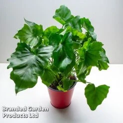 Philodendron Bipinnatifidum 'Little Hope' -Garden Plants Shop PHIL LITTLEHOP W487951