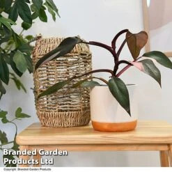 Philodendron Erubescens 'Pink Princess' -Garden Plants Shop PHIL PINKPRINC T47207