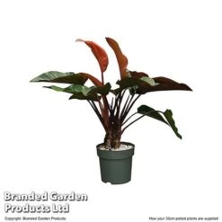 Philodendron 'Red Beauty' In Hydro Pot -Garden Plants Shop PHIL REDBE30CM T506501