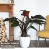 Philodendron 'Red Beauty' In Hydro Pot -Garden Plants Shop PHIL REDBEAUTY T50769
