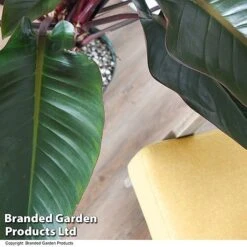 Philodendron 'Red Beauty' In Hydro Pot -Garden Plants Shop PHIL REDBEAUTY T50770