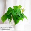Philodendron Scandens 2 Philodendron Scandens -Garden Plants Shop PHIL SCANDENS KF1291 A