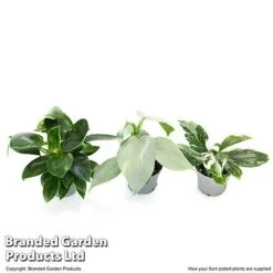 Philodendron Starter Mix -Garden Plants Shop PHIL STARTE6CM T47692