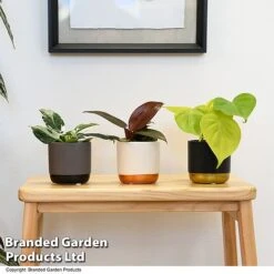 Philodendron Starter Mix -Garden Plants Shop PHIL STARTERMX T47694