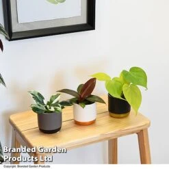 Philodendron Starter Mix -Garden Plants Shop PHIL STARTERMX T47695