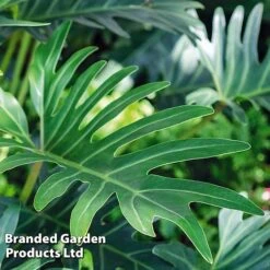 Garden Plants Shop -Garden Plants Shop PHIL XANADU W48810