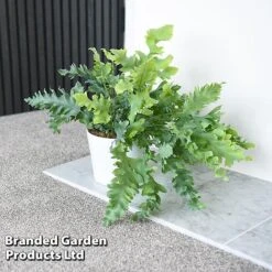 Phlebodium Aureum 'Davana' -Garden Plants Shop PHLE DAVANA T42916