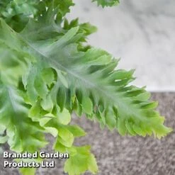 Phlebodium Aureum 'Davana' -Garden Plants Shop PHLE DAVANA T42918