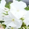 Phlox Paniculata 'White Flame' 2 Phlox Paniculata 'White Flame' -Garden Plants Shop PHLO T82182 A