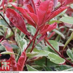 Photinia X Fraseri 'Pink Marble' -Garden Plants Shop PHOT T57870 B