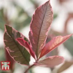 Photinia X Fraseri 'Pink Marble' -Garden Plants Shop PHOT T57870 C