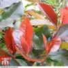 Photinia X Fraseri 'Scarlet Blaze' 1 Photinia X Fraseri 'Scarlet Blaze' -Garden Plants Shop PHOT TKA0787 A1