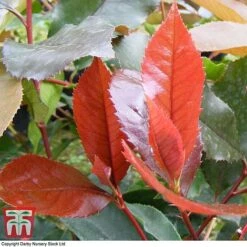 Photinia X Fraseri 'Scarlet Blaze' 7 Photinia X Fraseri 'Scarlet Blaze' -Garden Plants Shop PHOT TKA0787 C