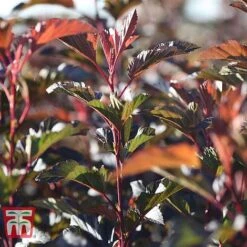 Physocarpus Opulifolius 'Diable D'Or' -Garden Plants Shop PHYS T58248 B