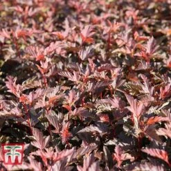 Physocarpus Opulifolius 'Diable D'Or'