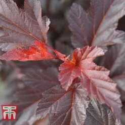 Physocarpus Opulifolius 'Diable D'Or' -Garden Plants Shop PHYS T58248 D