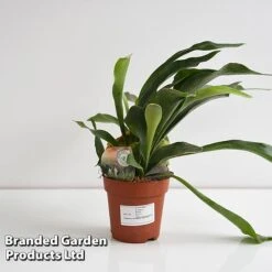 Platycerium Bifurcatum 15 Platycerium Bifurcatum -Garden Plants Shop PLAT BIFURCATU A