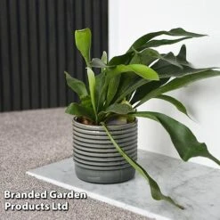 Platycerium Bifurcatum 13 Platycerium Bifurcatum -Garden Plants Shop PLAT BIFURCATU C