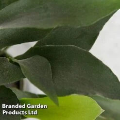 Platycerium Bifurcatum 12 Platycerium Bifurcatum -Garden Plants Shop PLAT BIFURCATU E