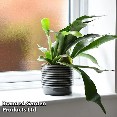 Platycerium Bifurcatum 4 Platycerium Bifurcatum - Image 2