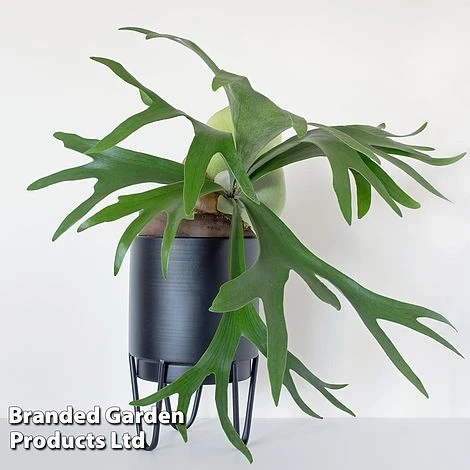 Platycerium Bifurcatum 8 Platycerium Bifurcatum - Image 6