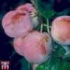Plum 'Avalon' -Garden Plants Shop PLUM TKA1951 A